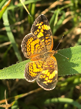 pearl crescent butterfly (Phyciodes tharos)