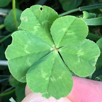 the elusive FIVE-leaf clover