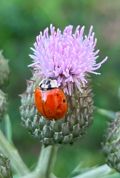 ladybug (Coccinellidae) on some kind of thistle