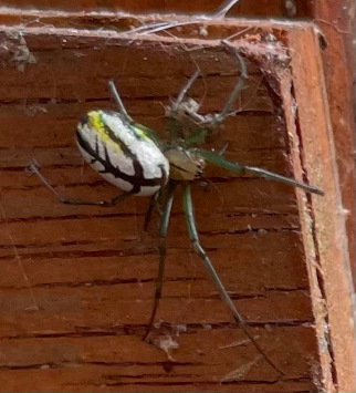 orchard spider (Leucauge venusta)