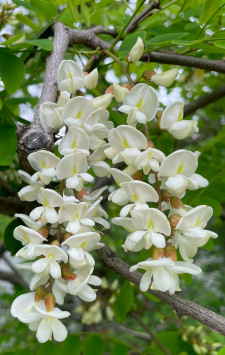 Black locust (Robinia pseudoacacia)