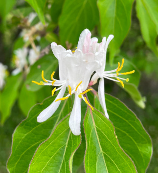 Honeysuckle (Lonicera japonica)