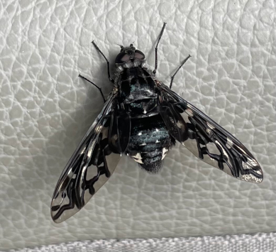 tiger bee fly (Xenox tigrinus)